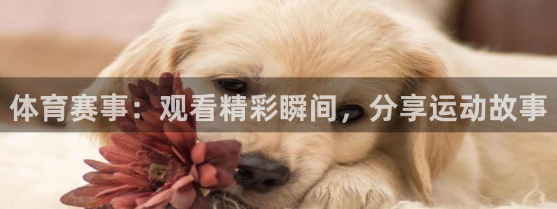 鲸鱼直播足球：体育赛事：观看精彩瞬间，分享运动故事